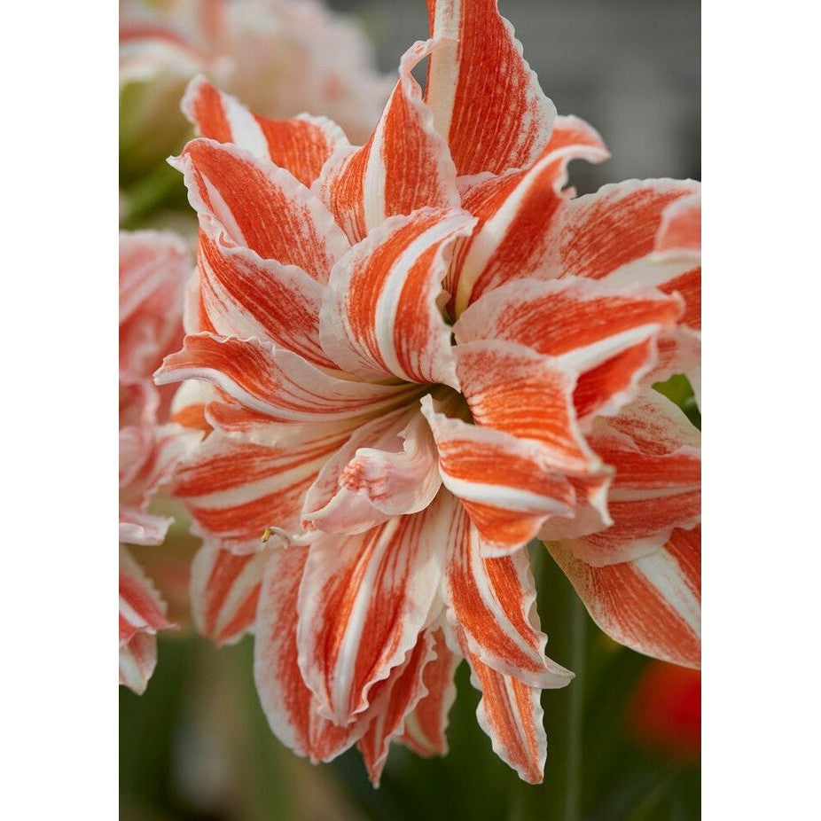 Amaryllis-Hippeastrum 'Dancing Queen' 1-pack